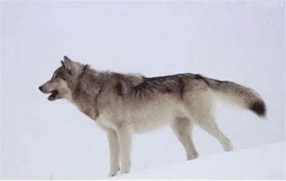 Wolf Howling Gray Wolves Mexican Threats Dog