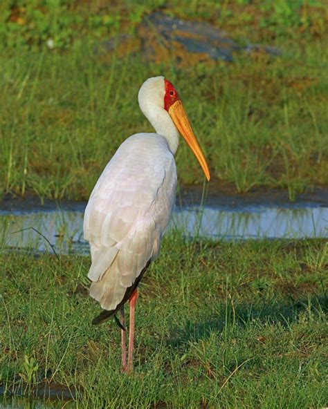 African Waterbirds Nature Photography