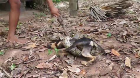 Python Vs Dog Real Fight Giant Python Snake Attacks Dog Most