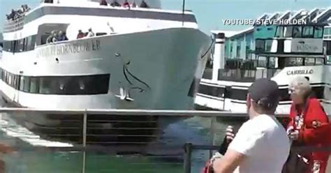 Whale Watching Boat Crashes Into Dock Cbs News