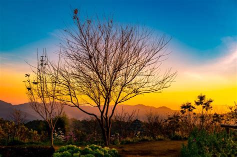 Beautiful Tree Leaves Silhouette At Sunset Stock Image Image Of
