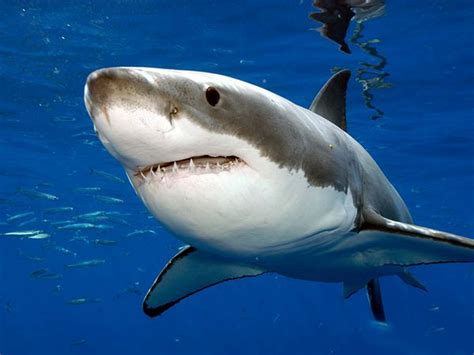 Great White Shark Animal Wildlife