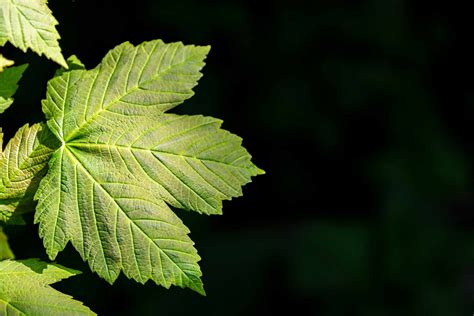 How To Identify Maple Sycamore And Sweetgum Leaves