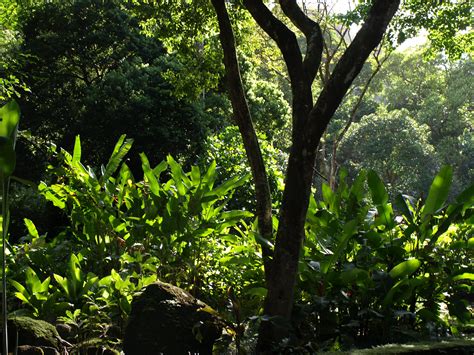 Free Images Tree Tropical Jungle Foliage