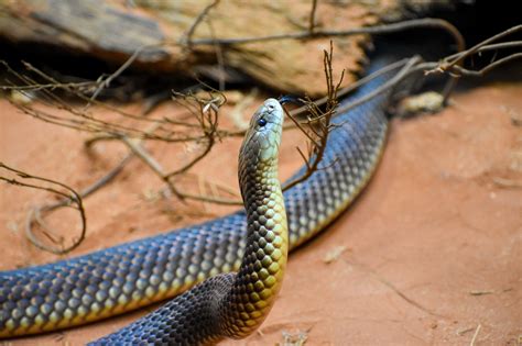 King Brown Snake Pseudechis Australis Zoochat