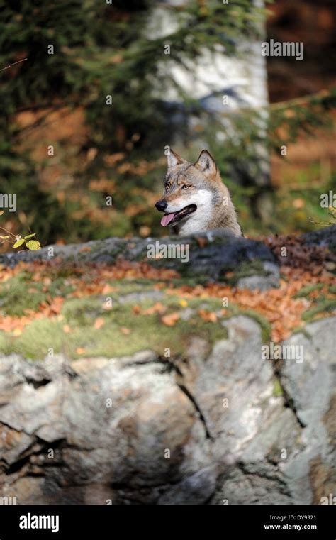Canis Lupus Canids European Wolf Gray Wolf Predators Wolves Predator
