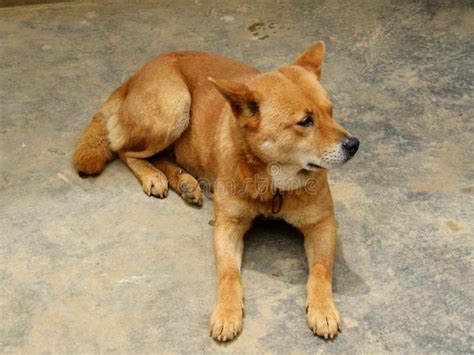 Vietnam Dog Breeds