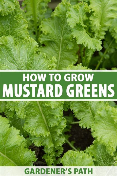 How To Plant And Grow Mustard Greens Gardeners Path