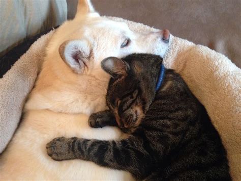 Dog And Cat Cuddles Photo By Sarah L Cat Cuddle Animal Lover