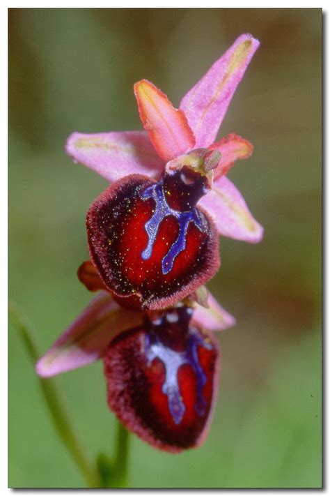 Ophrys Sipontensis Forum Natura Mediterraneo Fiori Orchidea Fiori Esotici Orchidacee