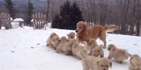 Then, hide in a place where you're not visible and. This Video Of A Golden Retriever Playing With Her Puppies In The Snow Definitely Makes The World ...