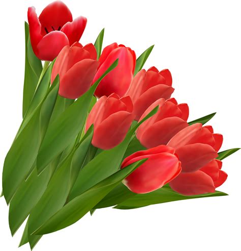 Download Tulip Png Image For Free