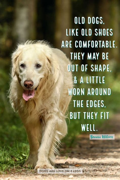 Old Dogs Like Shoes Are Comfortable Dog Dog Quotes