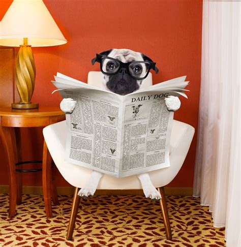 Dog Reading Newspaper At Home Stock Photo Image Of Cute Hold 83559786