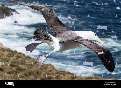 Black Browed Albatross Thalassarche Melanophris Adult Flying Over Breeding Colony Falkland