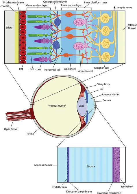 Anatomical Structure Of The Retina And Cornea The Retina Upper