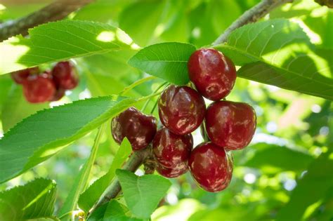 Agronometrics In Charts Cherry Prices And Volumes In The Us Market