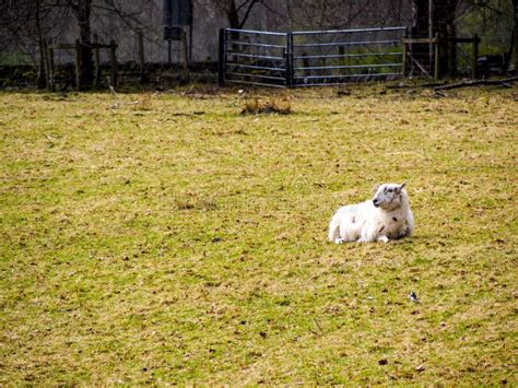 Sheep Farm In Scotland Stock Image Image Of Beauty Island 56831205