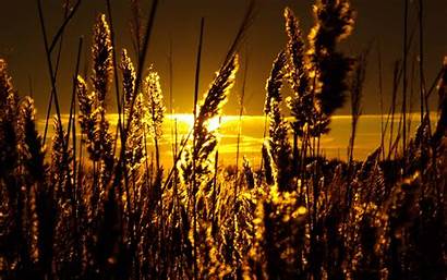 Sunset Fields Wheat Nature Landscapes Wallpapers