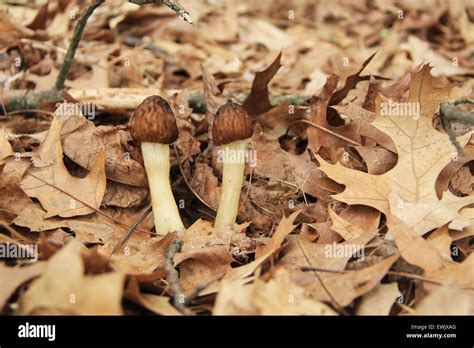 Close Up Of Morel Mushrooms In The Wild Stock Photo Alamy