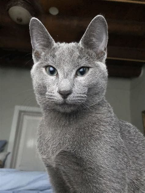Hypoallergenic Cat Breeds Russian Blue