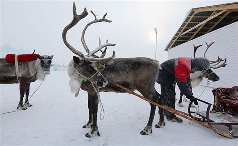 How Many Reindeer Does Santa Have And What Are Their Names Metro News