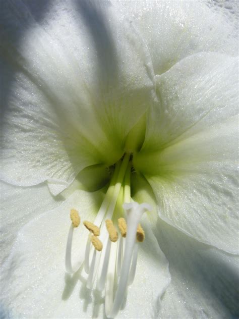Free Images Blossom White Flower Petal Green Botany Flora