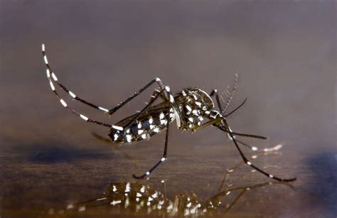 Asian Tiger Mosquito Center For Invasive Species Research