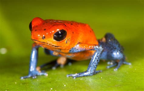Strawberry Poison Dart Frog Facts And Pictures