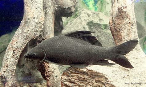 A Black Fish In An Aquarium With Rocks And Water Around Its Edges