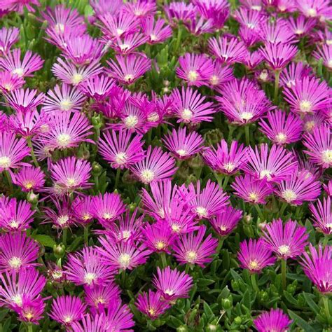 Pink Ice Plant Delosperma Great Garden Plants