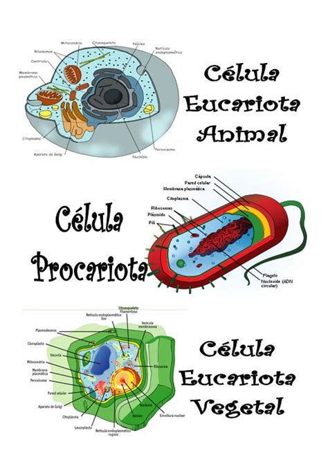 Que Es Una Celula Y Cuantos Tipos Hay Consejos Celulares