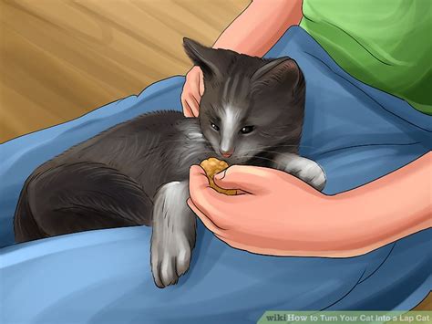 How To Turn Your Cat Into A Cuddly Lap Cat Wikihow