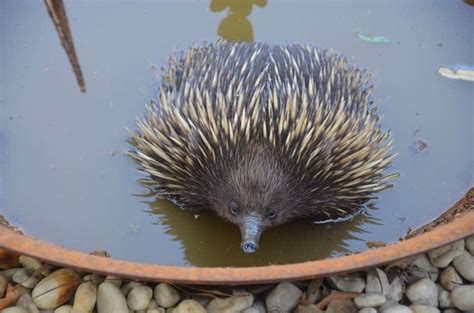 World-first echidna, improved platypus genomic sequencing - The ...