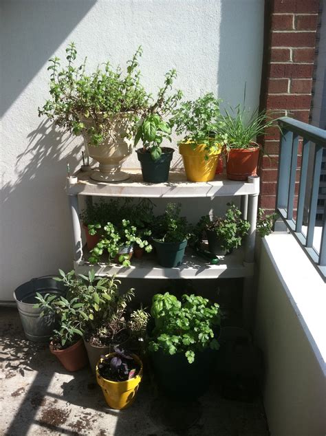 The fennel herb is a loner and doesn't play well with other herbs so it's best to give it its own space. Thrifty DC Cook: Update on Our Balcony Herb Garden