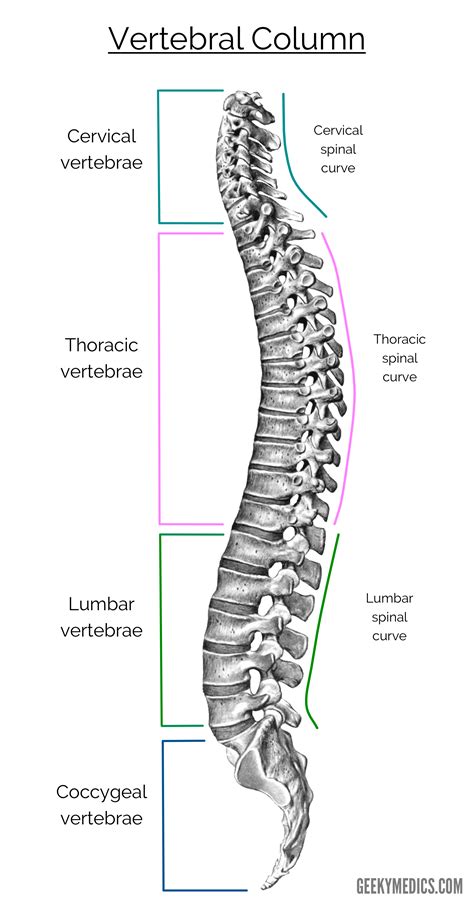 The Vertebral Column Bones Of The Spine Geeky Medics