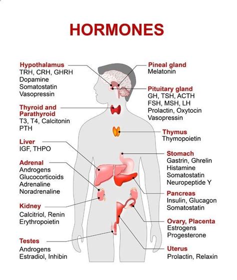 Because of the important organs situated in the abdominal area, many health concerns stem. Examples of Hormones and the Location of Production ...