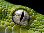 Olho de serpente. | Colorful animals, Reptile eye, Pet portraits ...