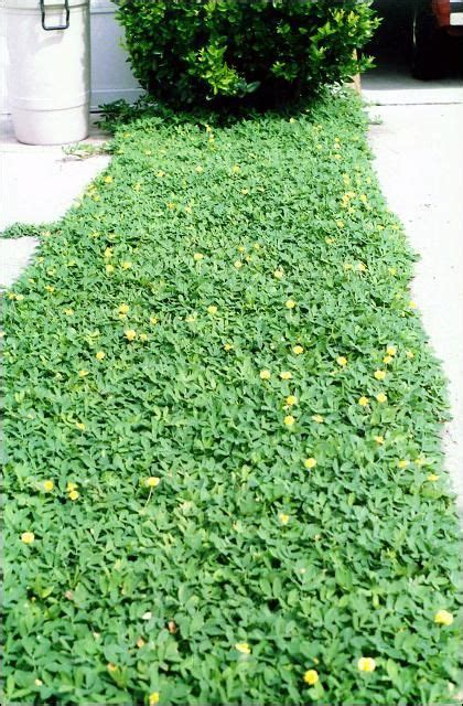 Perennial Peanut Used As A Ground Cover In Florida