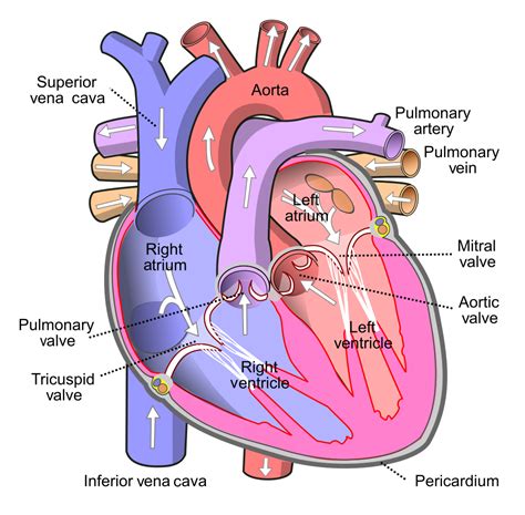 The Cardiac Conduction System Training Acls Cardiac Rhythms Video