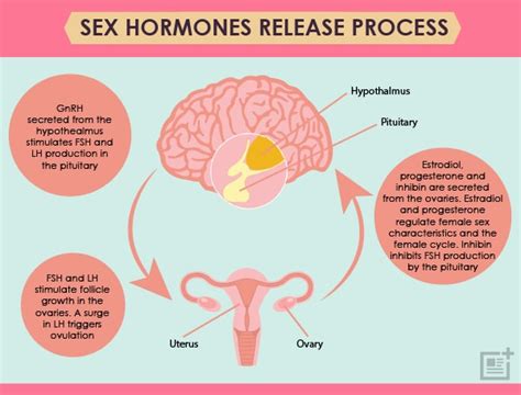 Hormone Balancing Revolutions Naturopathic Natural Medicine Look