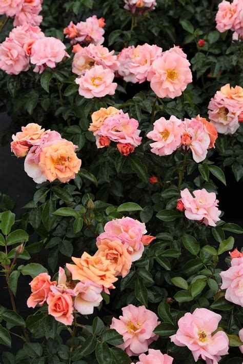 Rosa Floribunda ‘aprikola Apricot Vigorosa Rigo Aprikola Summer Beauty Rose Bred By W
