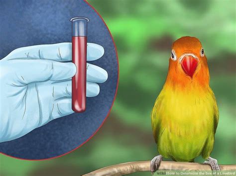 How To Determine The Sex Of A Lovebird