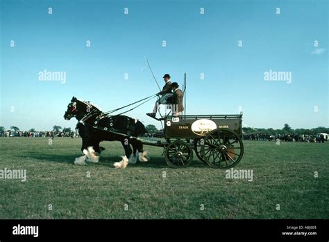 Shire Horse Pulling A Dray Stock Photo Alamy