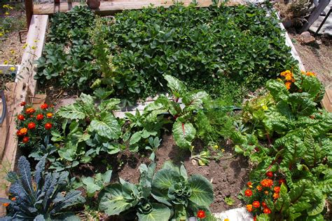 These plants will have you harvesting in no time. Mountain Fruit and Vegetable Gardening - Gilpin County ...