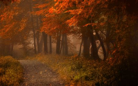 Path Leaves Forest Mist Nature Trees Landscape Fence Fall Morning