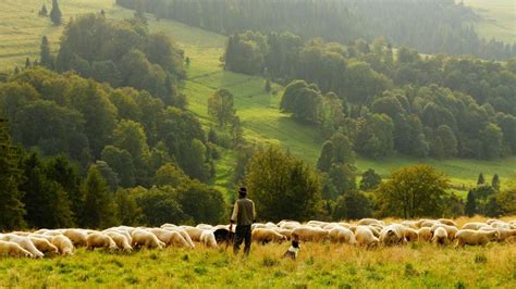 Sheep Shepherd Backiee