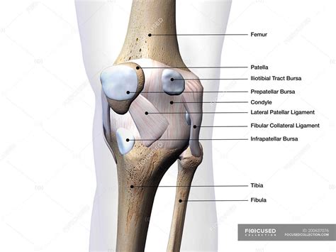 Knee Joint Posterior View Labeled Draw Vip
