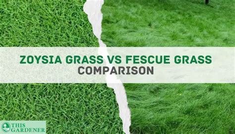 Zoysia Grass Vs Fescue Grass Key Differences And The Winner
