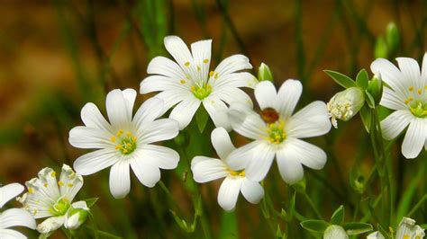 X Wallpaper White Petaled Flowers In Closeup Photography Peakpx